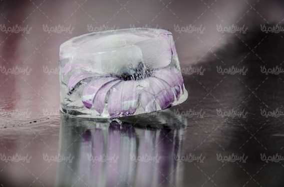 شاخه گل