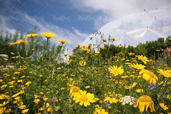 منظره بهاری