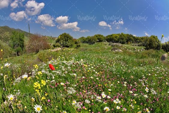 منظره بهاری