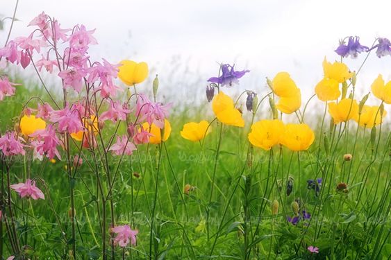 طبیعت بهار