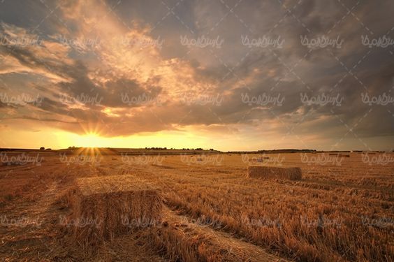 مزرعه علوفه