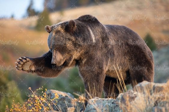 Bear