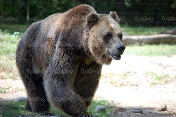 Bear