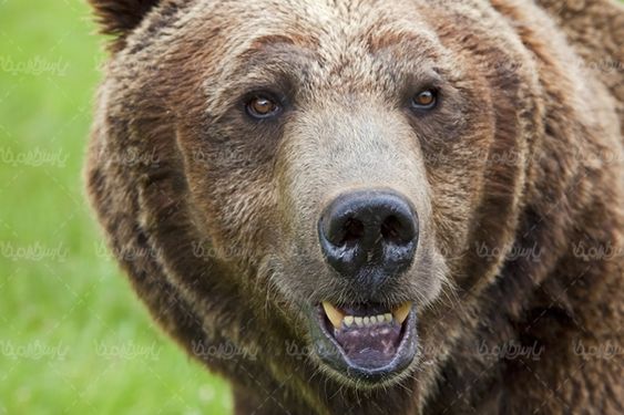 Bear