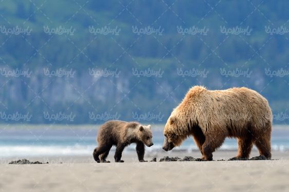 Bear