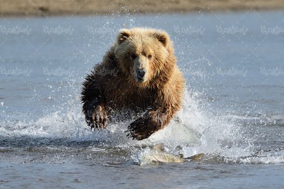Bear