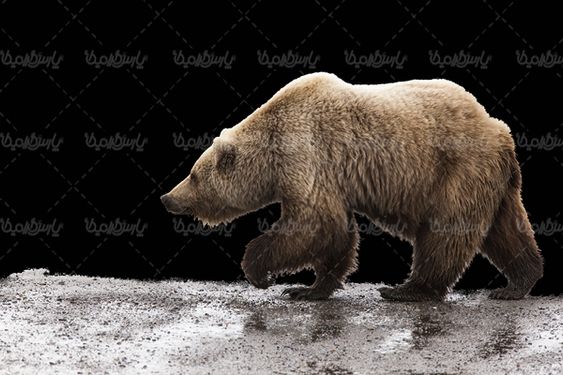 Bear