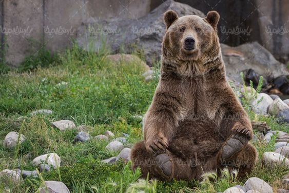 Bear
