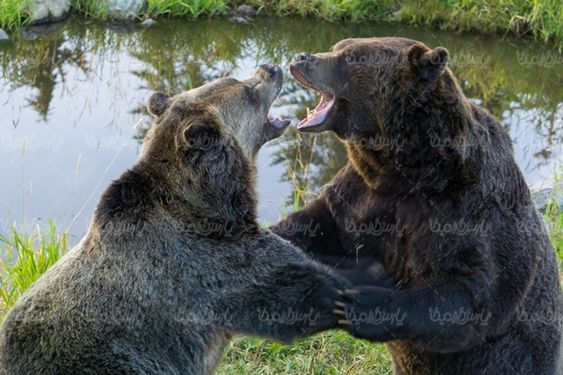 Bear