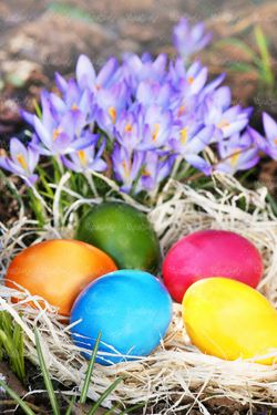 Colored egg