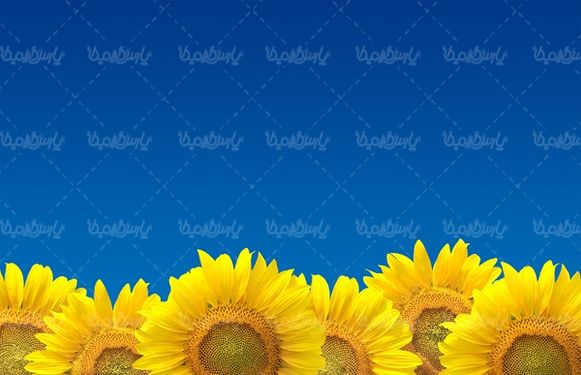 گل آفتابگردان