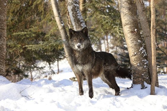 Wolf