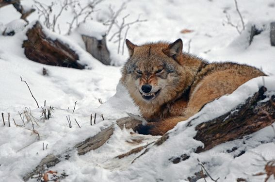 Wolf
