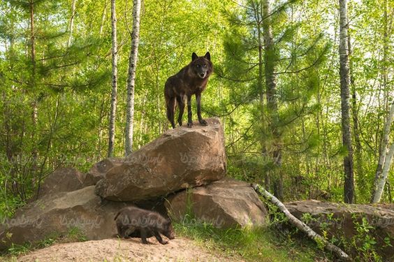 Wolf
