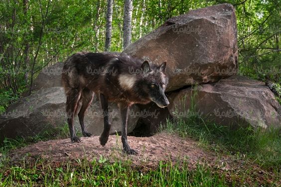 Wolf