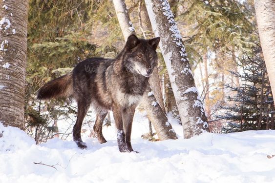 Wolf