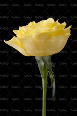 شاخه گل رز