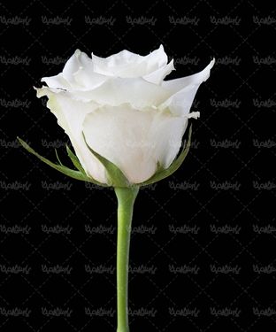 شاخه گل رز