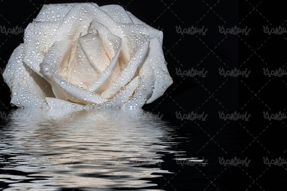 شاخه گل رز