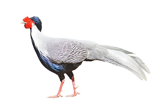 پرنده