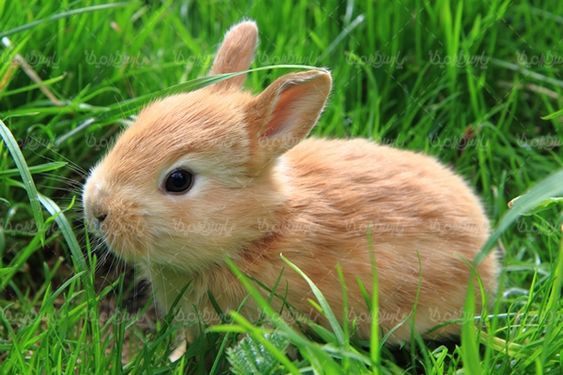 خرگوش حیوان خانگی