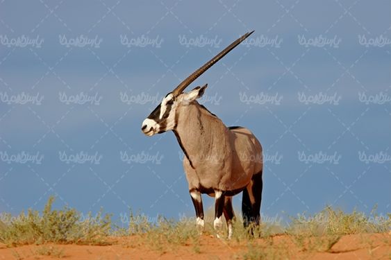 بز کوهی حیات وحش
