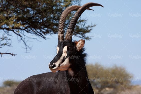 بز کوهی حیات وحش