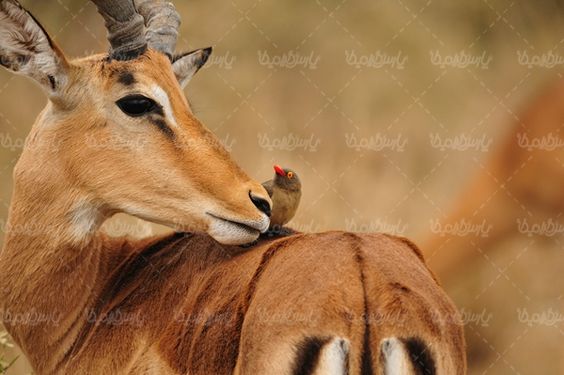 باغ وحش  حیات وحش