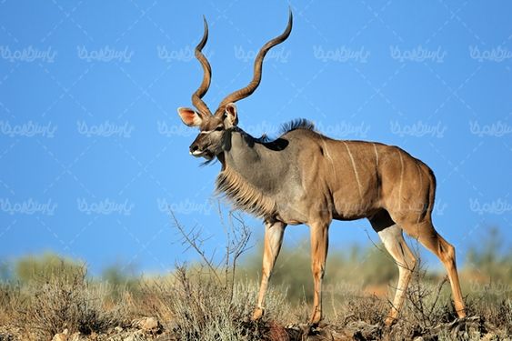 باغ وحش  حیات وحش