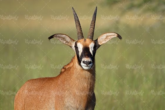 باغ وحش  حیات وحش