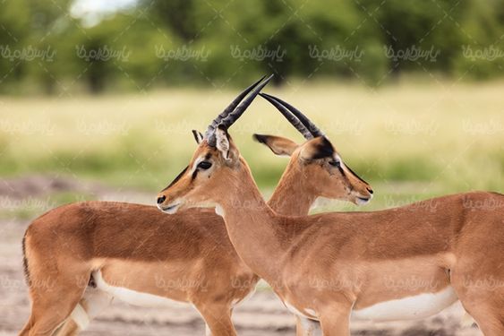 باغ وحش  حیات وحش