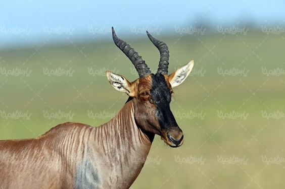 باغ وحش  حیات وحش
