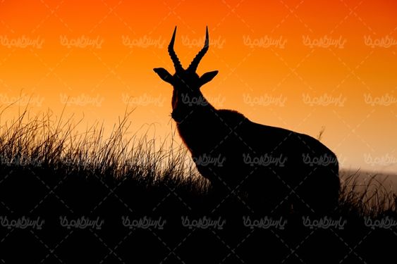 باغ وحش  حیات وحش