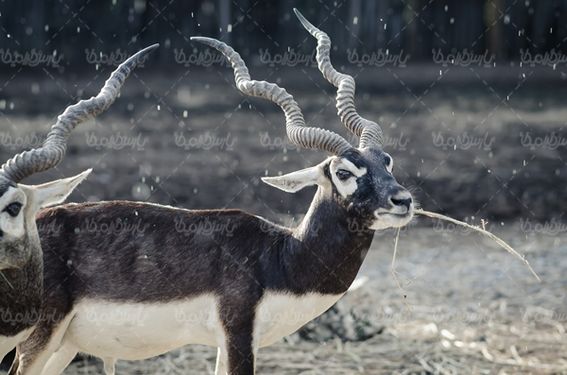 باغ وحش  حیات وحش