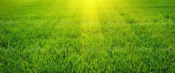 علفزار طبیعت سرسبز چمنزار