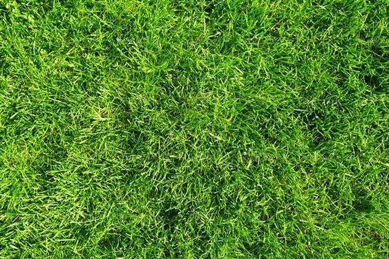 علفزار طبیعت سرسبز چمنزار