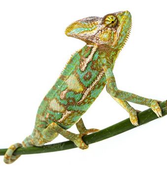 Chameleons
