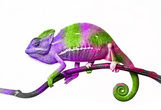 Chameleons