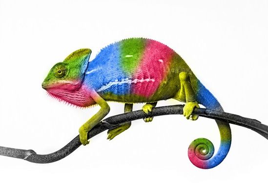 Chameleons