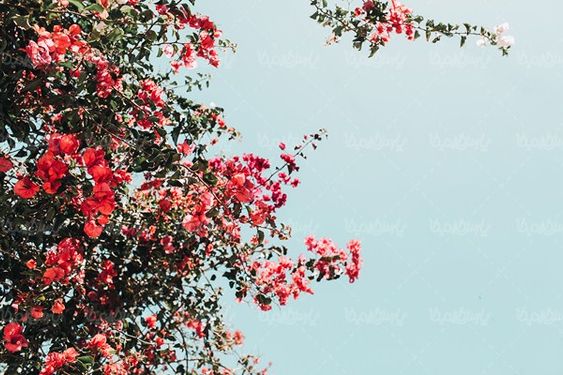 درخت بهاری