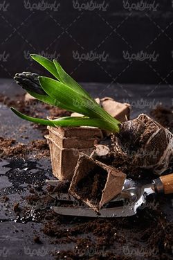 Hyacinth
