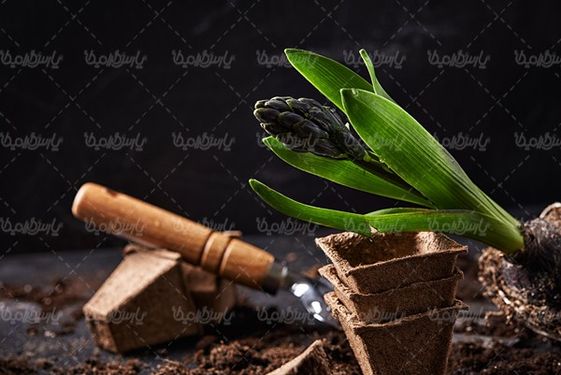 Hyacinth