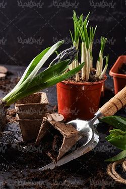 Hyacinth