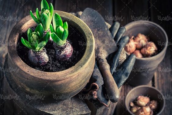 Hyacinth