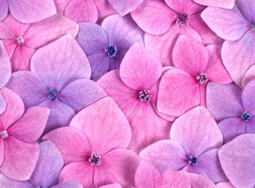 Flower background