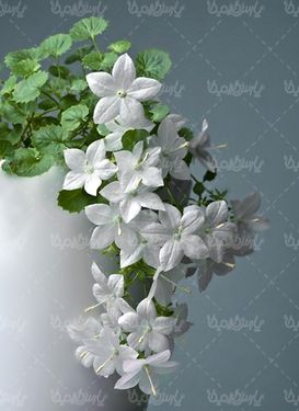 پس زمینه گل