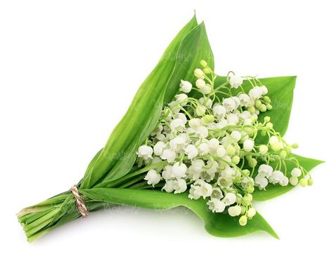 گلفروشی