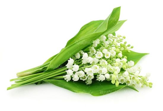 گلفروشی