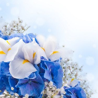 flower background