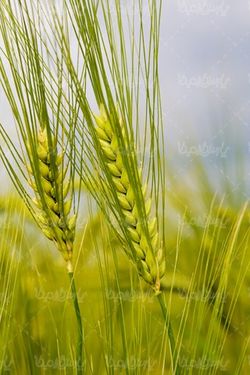 خوشه گندم